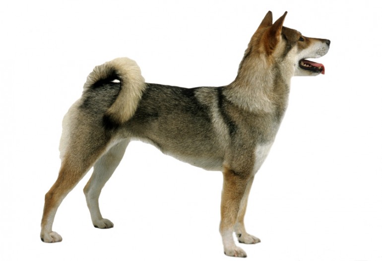 猟犬 四国犬の特徴や飼い方のポイントについて みんなのペットライフ