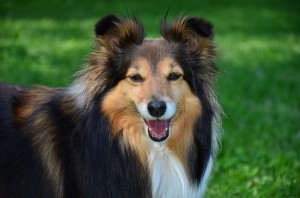 小さいコリーじゃない シェルティの歴史や特徴 飼い方のポイント みんなのペットライフ