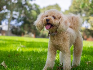 立ち耳 垂れ耳 だけじゃない 実はたくさんある犬の耳の形 みんなのペットライフ