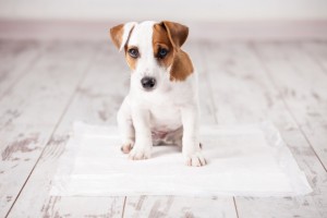 なんでそんなの食べちゃうの 飼い主が知らない犬が食糞する理由と対処法 みんなのペットライフ