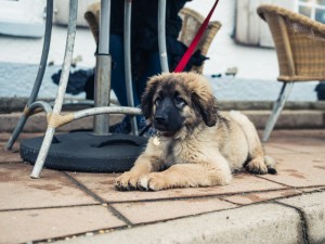 愛犬とドッグカフェデビューするために 飼い主が知っておきたいマナー みんなのペットライフ