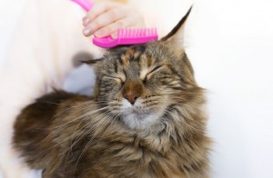猫の抜け毛が増える3つの理由 抜け毛対策 掃除のコツも紹介 みんなのペットライフ