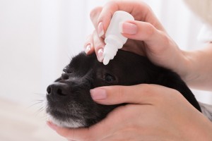 そんなに嫌がらなくても 嫌がる犬に上手に目薬を差す方法 みんなのペットライフ