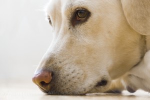 犬に噛まれたら 愛犬が人を噛んでしまったら もしものときのために知っておきたい対処法 みんなのペットライフ