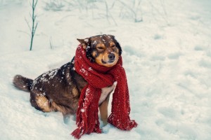 冬本番を前に どうする愛犬の寒さ対策 みんなのペットライフ