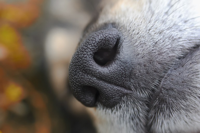 犬種によって臭さが違う 気になる犬のにおい 原因と対策を知ろう みんなのペットライフ