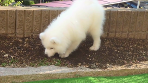 だっこして 飼い主さん大好き とっても甘えん坊なサモエドのワンちゃん みんなのペットライフ