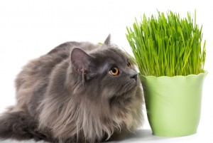 実は猫にとって危険な観葉植物 食べると中毒を起こすって本当 みんなのペットライフ