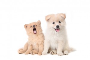 ポメラニアンのミックス犬とは ミックス犬の魅力と飼うときの注意点 みんなのペットライフ