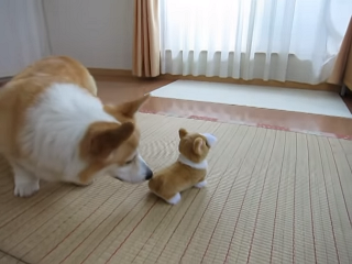 キミ だあれ コーギーのぬいぐるみに ちょっぴりドキドキな反応の花ちゃん みんなのペットライフ