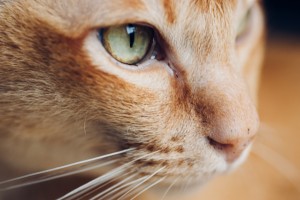 猫のなぜなぜ 猫がこたつを好きな理由 安全な使い方も知っておこう みんなのペットライフ