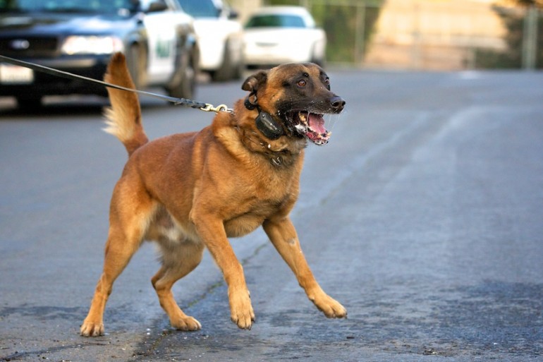 犬の散歩をパーフェクト ハッピーに ドッグシッターが教える基本の き みんなのペットライフ