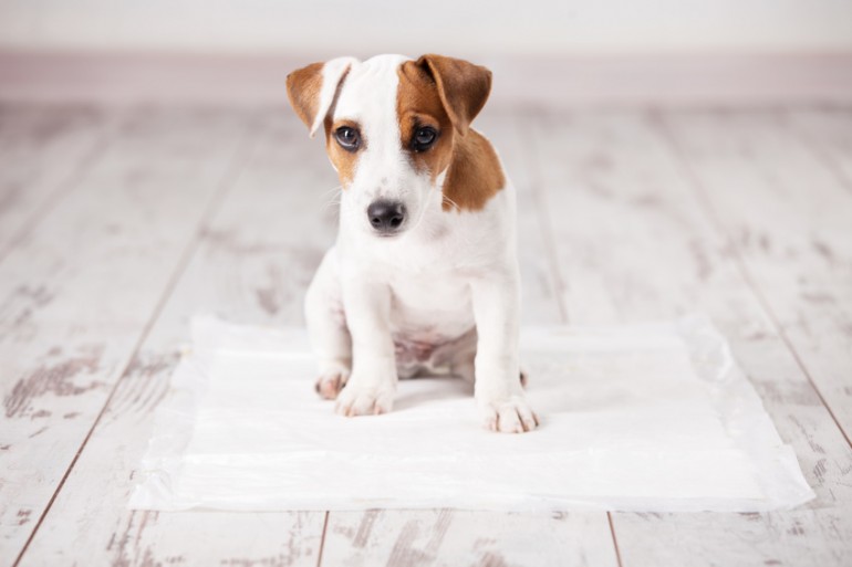 ドッグシッターが教える 子犬のうちにしつけたい5つのこと みんなのペットライフ