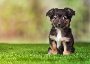 ドッグシッターが教える 子犬のうちにしつけたい5つのこと みんなのペットライフ