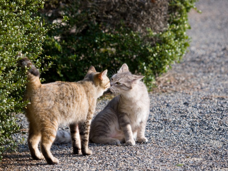 おもしろ猫学 春は猫の恋の季節 発情はメス主導ってほんと みんなのペットライフ