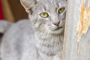 連休あるある 飼い猫に忘れられるなんて 猫の記憶力はどうなってるの みんなのペットライフ