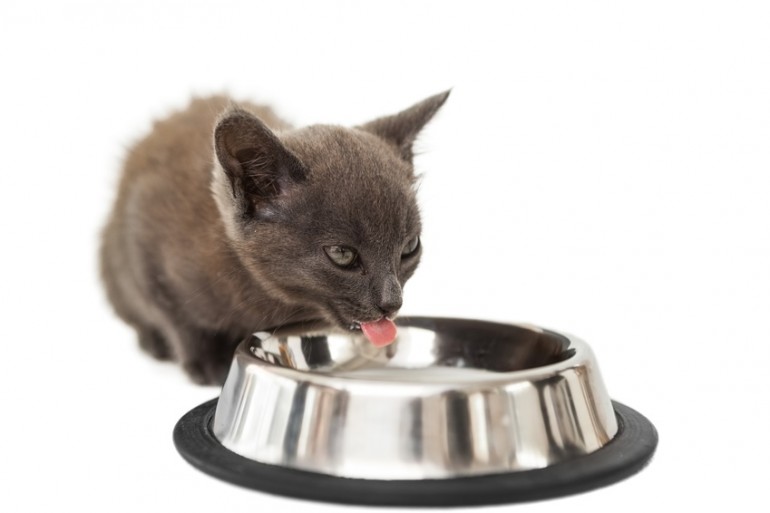 暑さ対策 猫の熱中症に注意 暑 い日本の夏を乗り切るには みんなのペットライフ