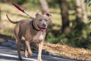 犬の散歩はダイエットに不向き 犬の散歩で飼い主がやせるには みんなのペットライフ