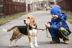 犬の散歩はダイエットに不向き 犬の散歩で飼い主がやせるには みんなのペットライフ