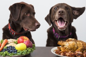 愛犬の健康維持に 犬が食べられる野菜 食べられない野菜 みんなのペットライフ