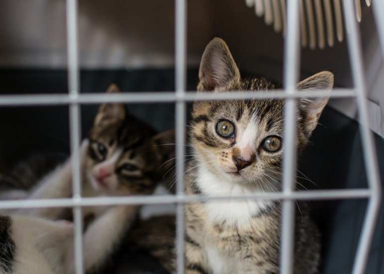 猫の多頭飼い体験記 脅威の新猫登場に先輩猫はソワソワ 注意点は みんなのペットライフ