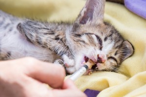 薬の種類から裏ワザまで】失敗しない！ 猫の薬の飲ませ方。｜みんなの 