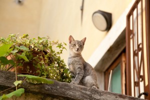 実例も紹介 狭くても大丈夫 猫がゴキゲンになる部屋づくり5つのポイント みんなのペットライフ