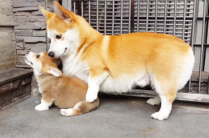 かわいさ満点 生まれてまもないコーギーの赤ちゃん達の癒され空間 みんなのペットライフ