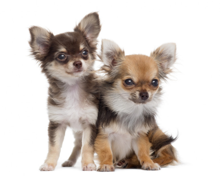 21年 最新版 人気犬種ランキングを紹介 Jkcが 犬種別犬籍登録頭数 を発表 みんなのペットライフ