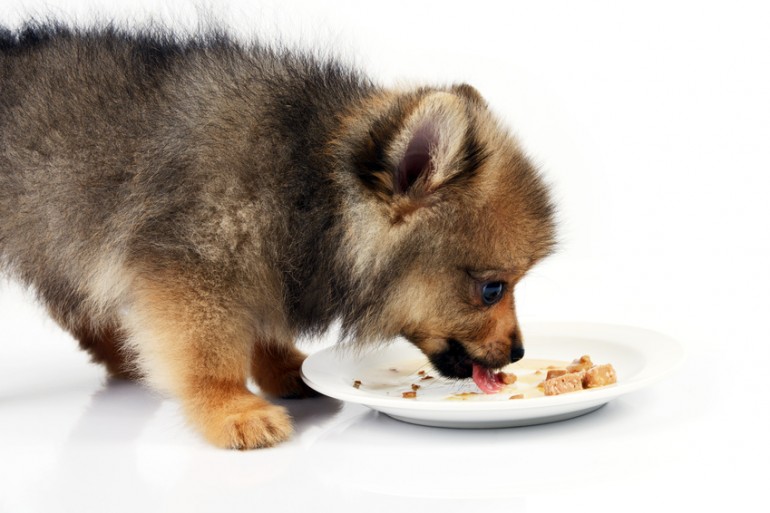 獣医師執筆 子犬の餌はどれくらいの量が目安 食事の回数 与え方まとめ みんなのペットライフ