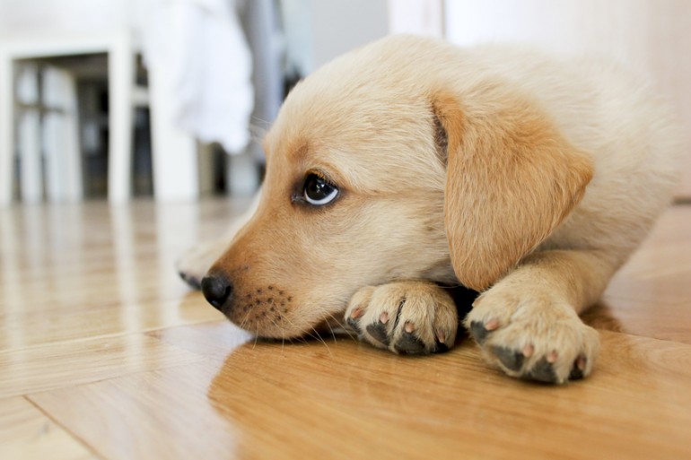 獣医師執筆 子犬の下痢は病気のサイン 下痢の原因と家庭でできる対処法 みんなのペットライフ