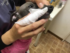 獣医師執筆 子犬の歯磨きはいつから始める 歯磨きの頻度 手順まとめ みんなのペットライフ