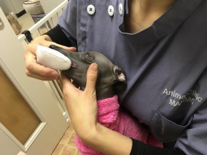 獣医師執筆 子犬の歯磨きはいつから始める 歯磨きの頻度 手順まとめ みんなのペットライフ