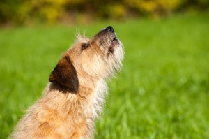 犬はきゅうりを食べていい きゅうりの栄養や注意点について みんなのペットライフ