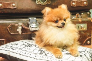 ユニーク可愛い 子犬 ランキング 最高の動物画像