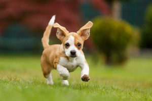 犬の耳から気持ちが読み取れる 犬の耳の種類と感情について解説 みんなのペットライフ