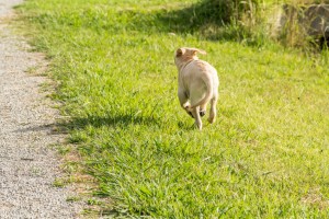 犬が脱走する理由は 脱走した犬の探し方や脱走防止の方法について みんなのペットライフ