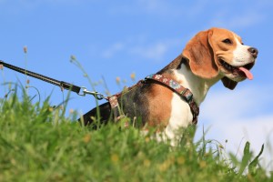 犬が脱走する理由は 脱走した犬の探し方や脱走防止の方法について みんなのペットライフ