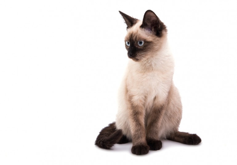 猫の柄 模様 はどんな種類があるの 毛色の名前や性格なども解説 みんなのペットライフ
