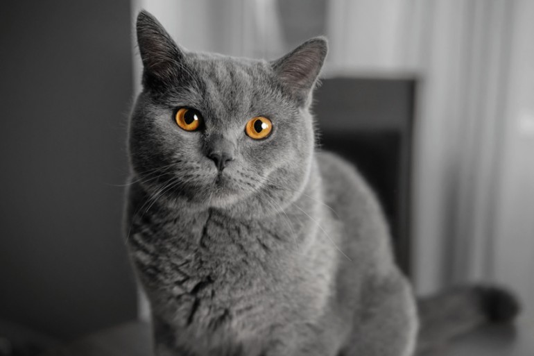 起きて スカルク 実施する 灰色 猫 種類 Eralux Net