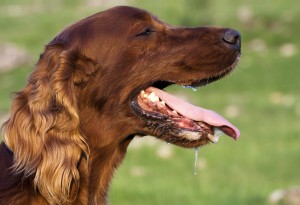 獣医師執筆 愛犬の息がくさい 犬の口臭の原因と対処法について みんなのペットライフ