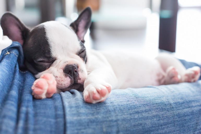 獣医師執筆 犬のいびきは病気が原因 犬のいびきの理由と対処法について みんなのペットライフ