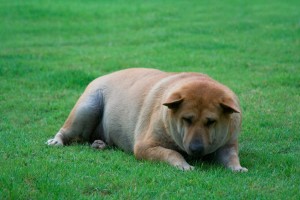 獣医師執筆 愛犬にダイエットさせたい 運動 食事による犬の減量法 みんなのペットライフ