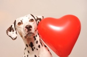 獣医師執筆 犬が発情期を迎えたらどうなる 時期 期間 行動について みんなのペットライフ