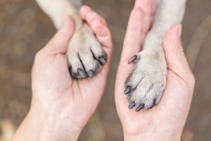 獣医師執筆 犬の咳が止まらない 咳から考えられる病気と対処法まとめ みんなのペットライフ