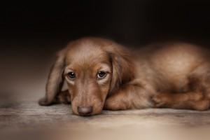 獣医師執筆 犬の咳が止まらない 咳から考えられる病気と対処法まとめ みんなのペットライフ