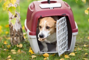 犬のハウスの教え方は トレーナーが教える 犬のハウストレーニング術 みんなのペットライフ