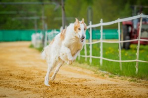 ロシアの王侯貴族に愛された高貴な犬 超大型犬のボルゾイの特徴とは みんなのペットライフ