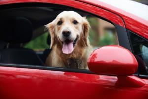 もっと一緒にお出かけを楽しみたい 犬の車酔いの予防法 みんなのペットライフ