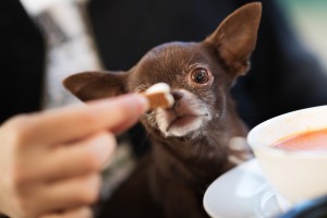 犬の鳴き声に理由はあるの クンクンやクーンなど鳴く意味について解説 みんなのペットライフ